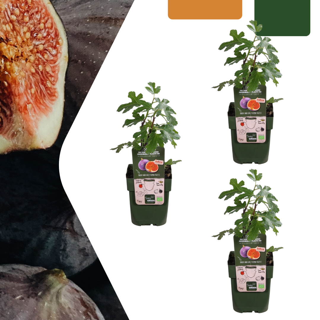 3 x Biologische Feigenbäume - Ø 13 cm - ↨ 20 cm