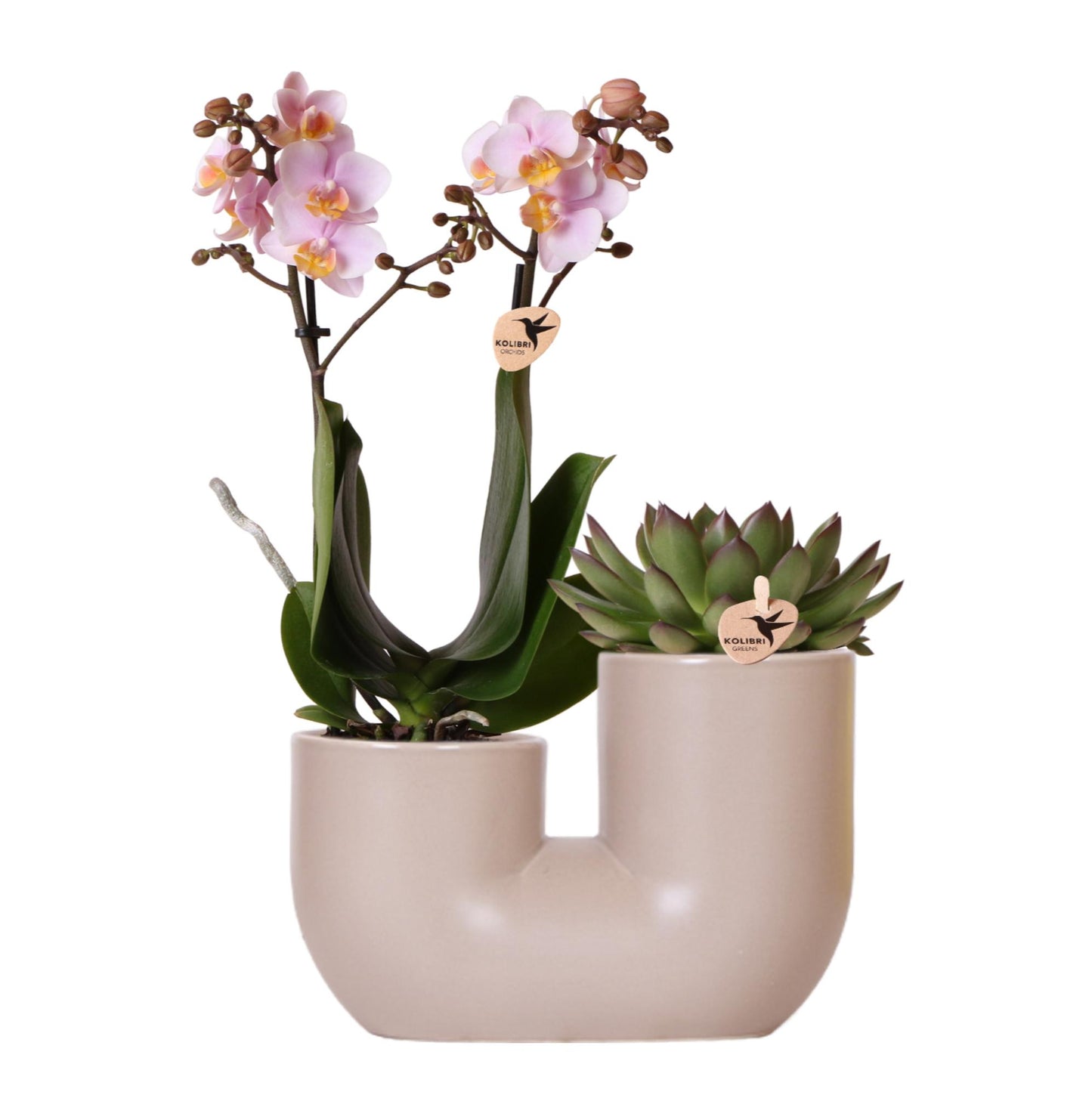 Kolibri Orchids | Set aus Rosa Orchidee Andorra und Sukkulente im Sandfarbenen Tube-Dekotopf - Topfgröße Ø9cm | Blühende Zimmerpflanze - Frisch vom Züchter