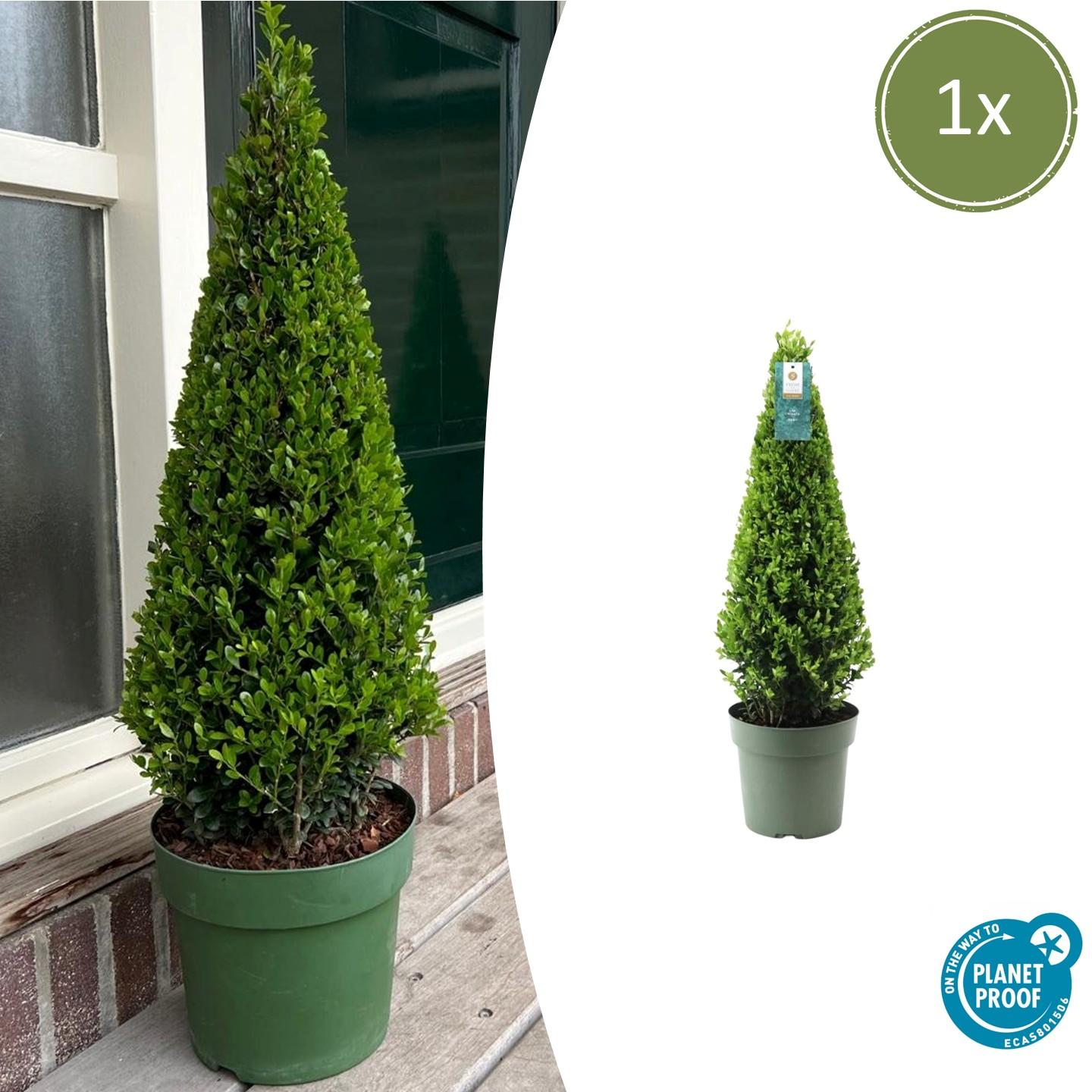1x Ilex Pyramide 55 cm hoch | Ø 21 cm