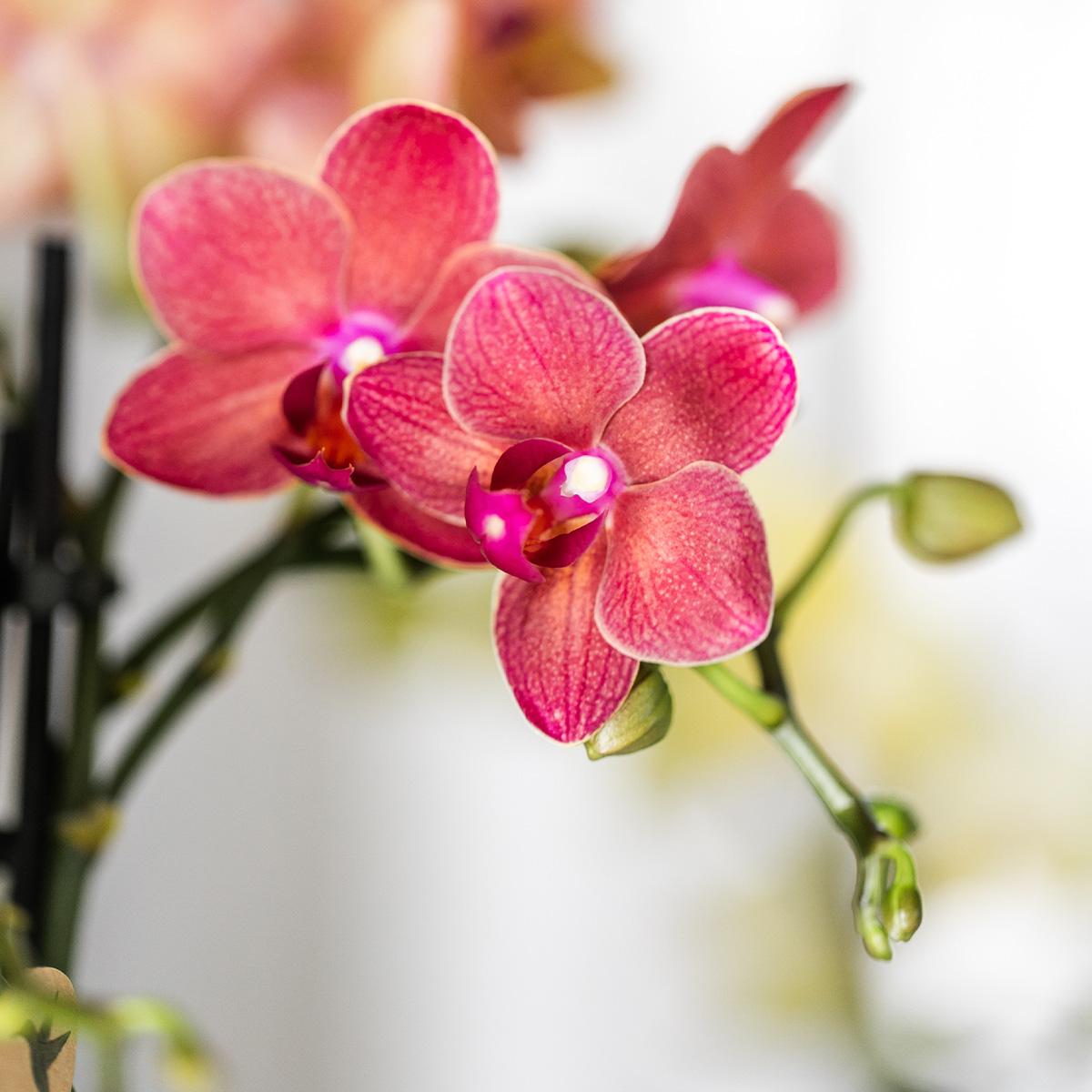 Rote Phalaenopsis-Orchidee - Kongo - Topfgröße Ø9cm |- frisch vom Züchter