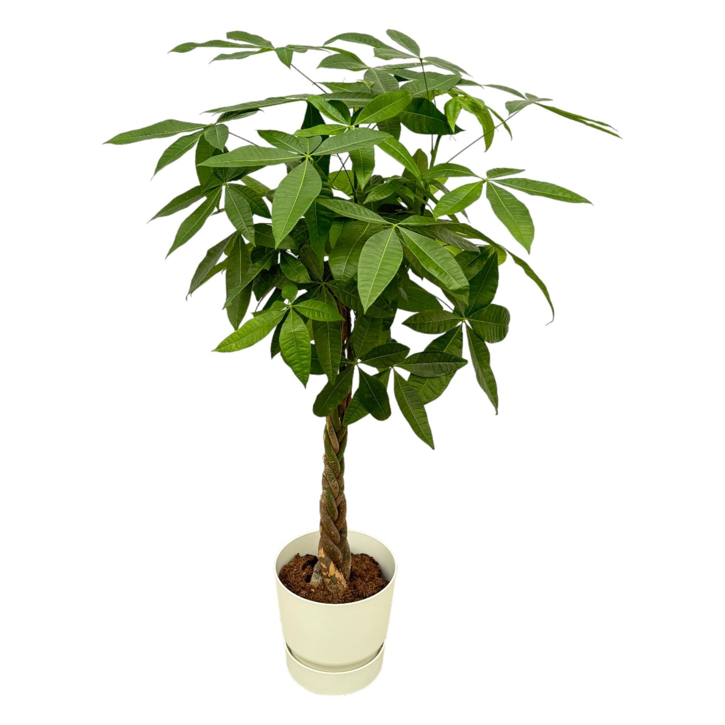 Pachira Aquatica inklusive elho Greenville Round wit - 160cm - Ø30