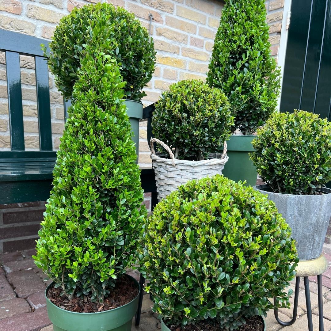 1x Ilex Pyramide 55 cm hoch | Ø 21 cm