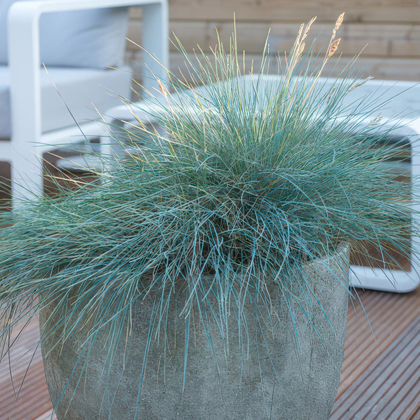 6x Blauschwingel 'Elijah Blue' - ↕10-25cm - Ø9cm