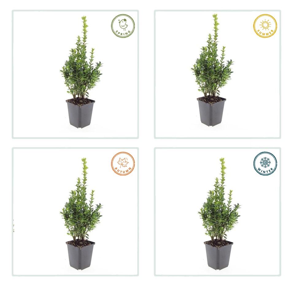 60x Buchsbaum - ↕10-25cm - Ø9cm