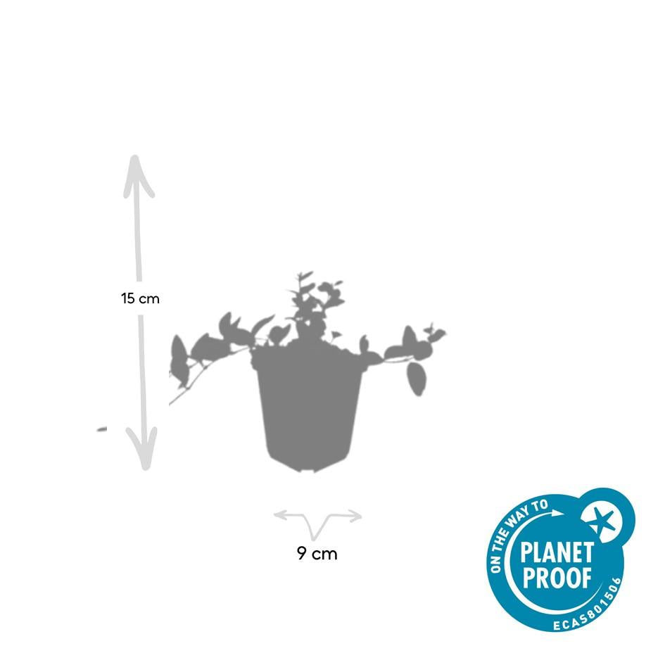 12x Kleines Immergrün 'Ralph Shugert' - ↕10-25cm - Ø9cm