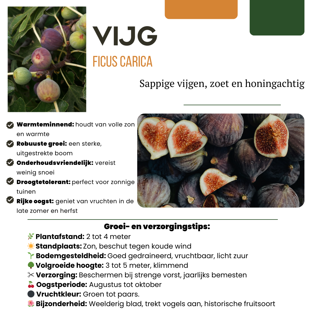 3 x Biologische Feigenbäume - Ø 13 cm - ↨ 20 cm