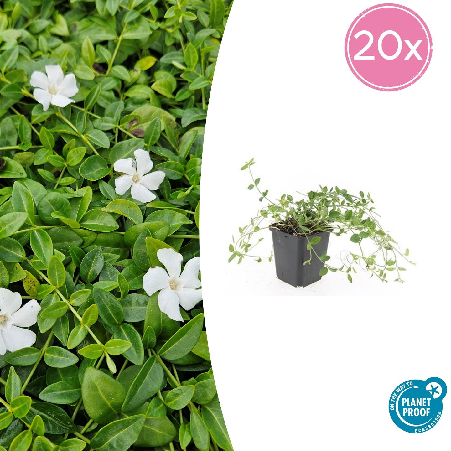 20x Kleines Immergün 'Gertrude Jekyll' - ↕10-25cm - Ø9cm