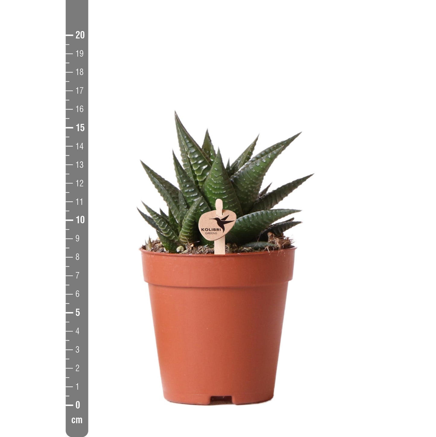 Sukkulente Haworthia Limifolia - Ø9cm - frisch aus der Gärtnerei