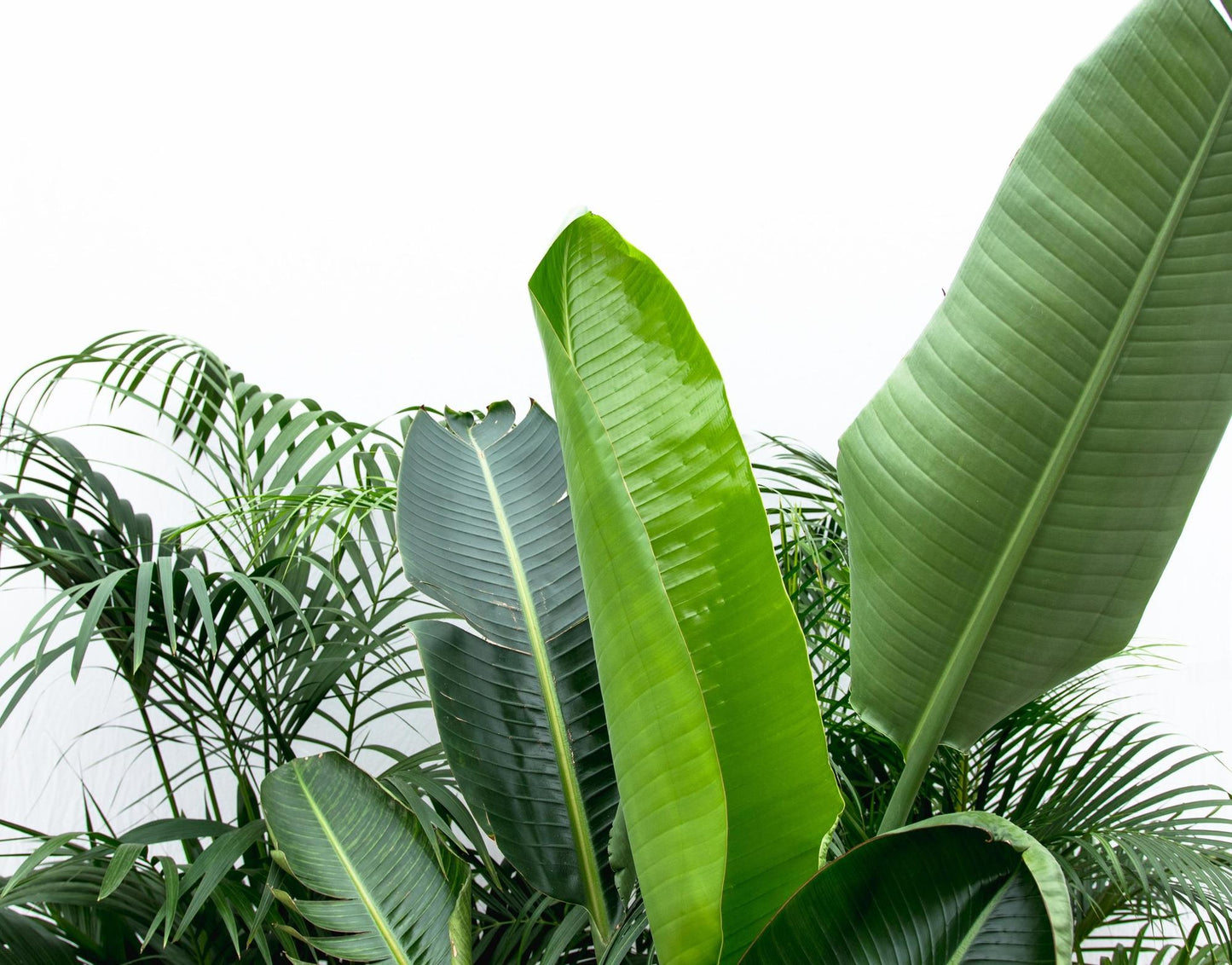 Rumble in the Jungle – Das ultimative Tropen-Set