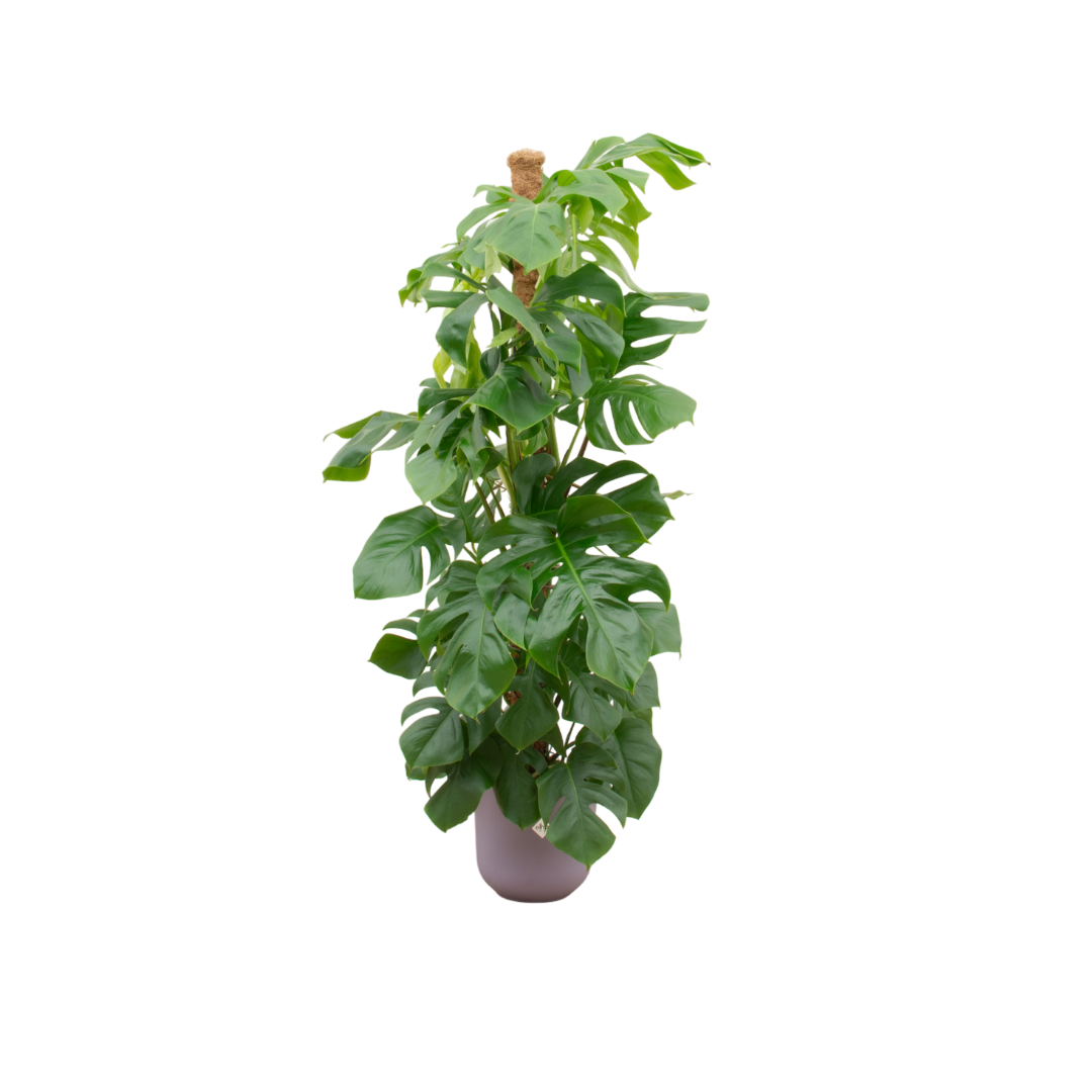 Combi deal - Monstera Pertusum XL inklusive elho Jazz Round lila Ø26 - 150 cm