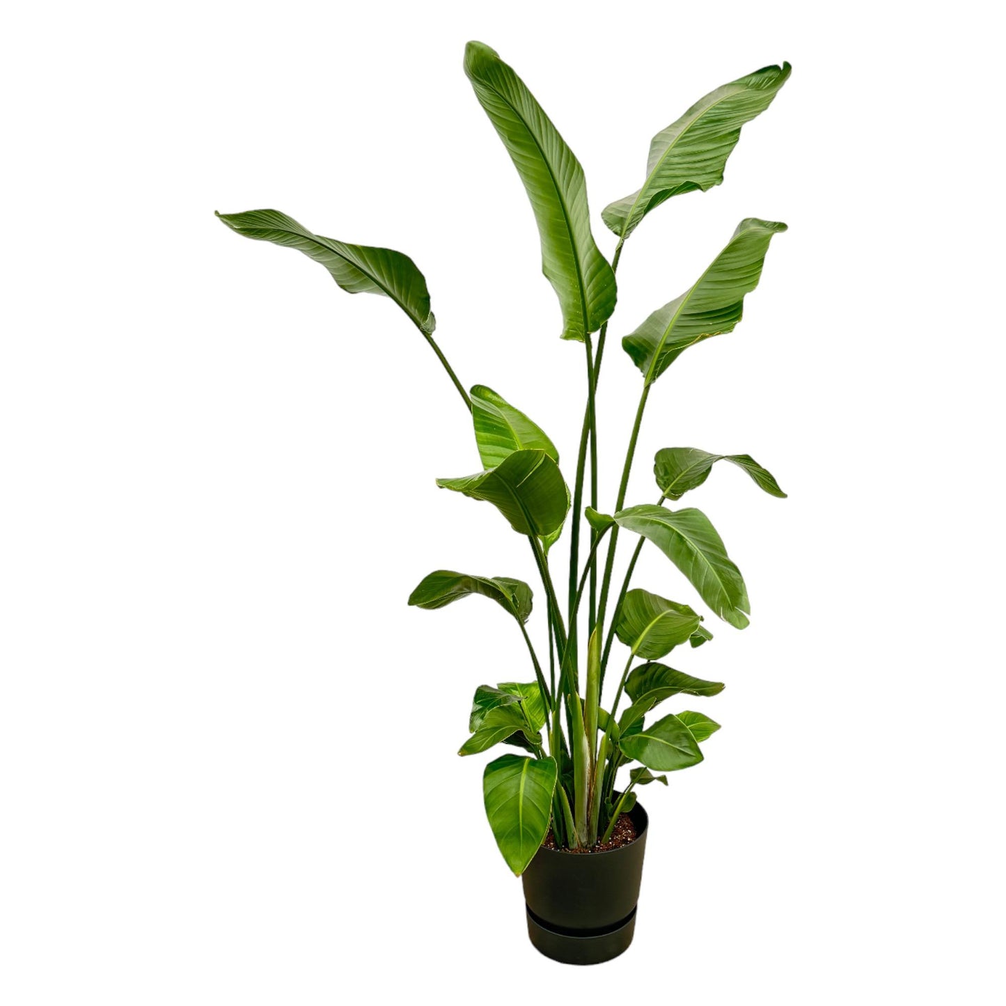 Strelitzia Nicolai inklusive elho Greenville Round zwart - 180 cm - Ø30