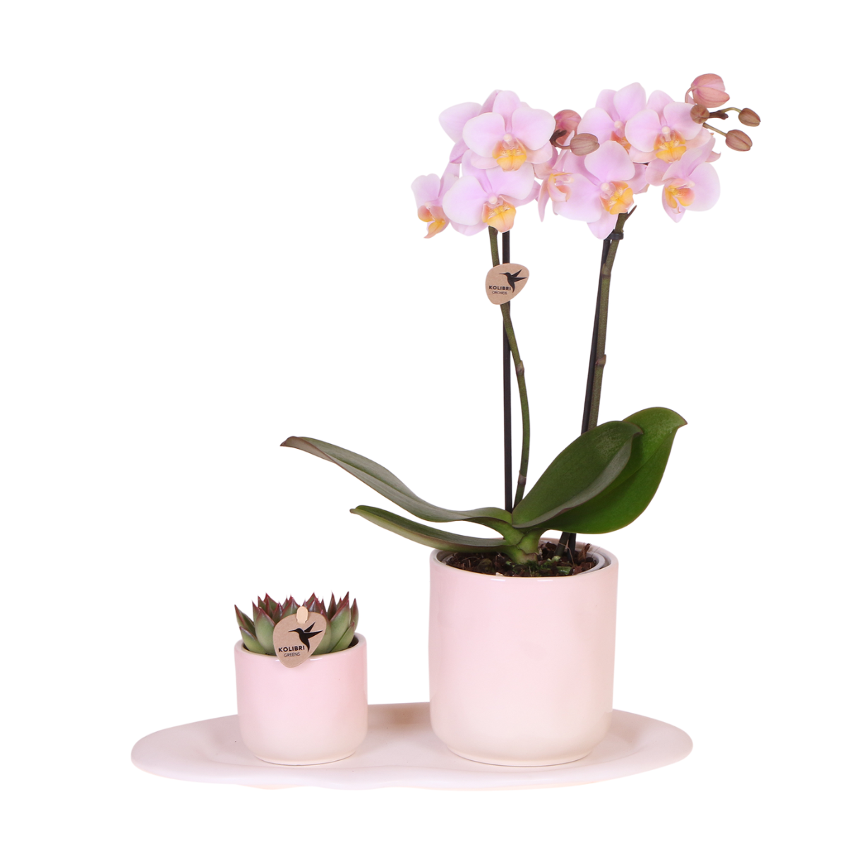 Kolibri Company | Pflanzenset Valentinstag 'Gradience Pink' | Rosa Phalaenopsis Orchidee Andorra und Sukkulente inkl. Keramik-Dekotöpfen