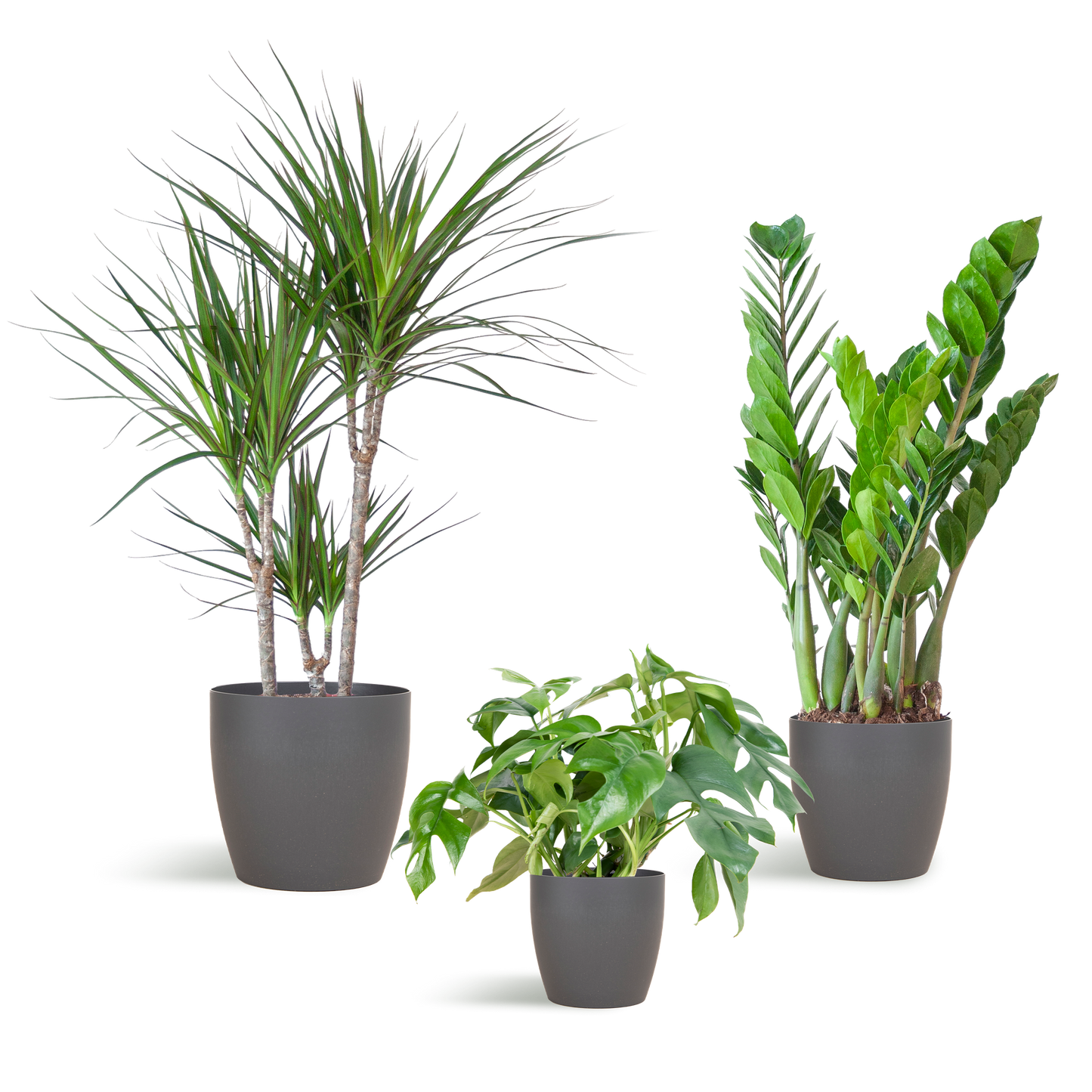 Shade Plant Box – medium – mit Vibers-Topf grau