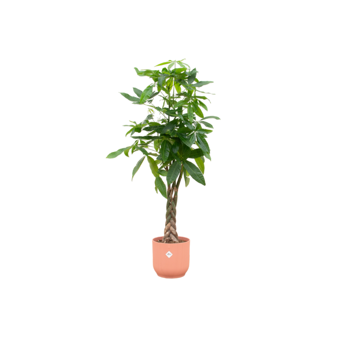 Combi deal - Pachira Aquatica inklusive elho Vibes Fold Round roze Ø30 - 140 cm