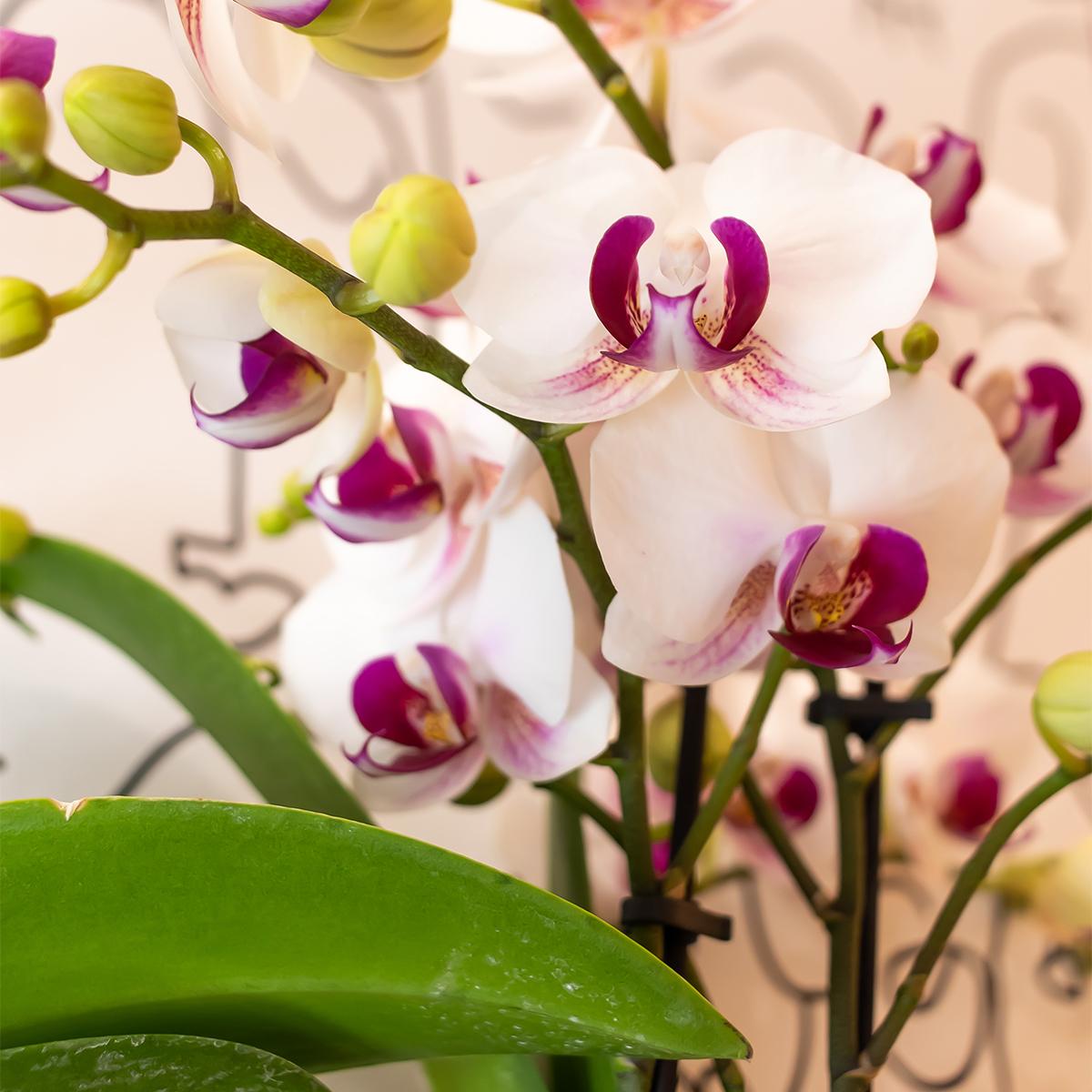 Weiße Phalaenopsis-Orchidee - Mineral Gibraltar - Ø9cm - frisch vom Züchter