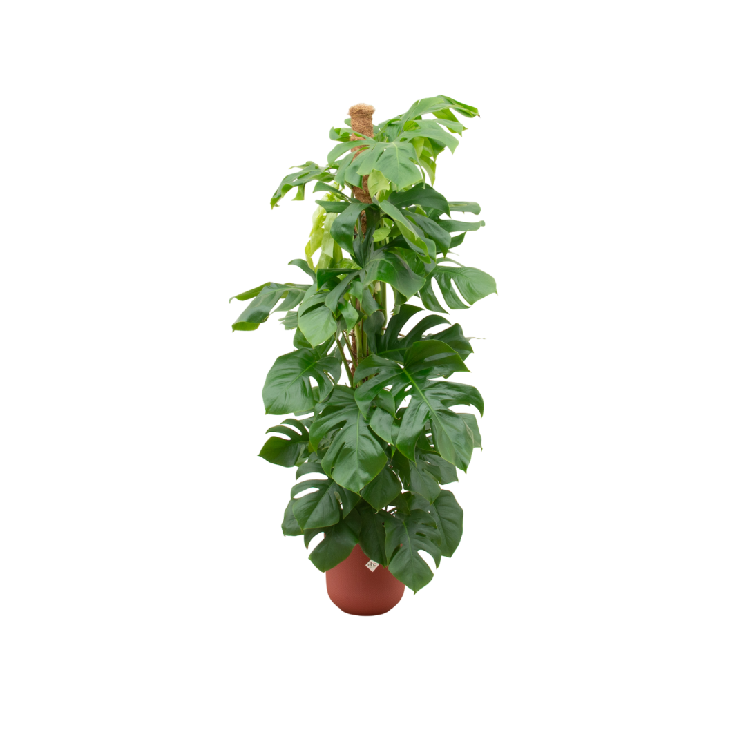 Combi deal - Monstera Pertusum XL inklusivief elho Jazz Round Topf Ø26 - 150 cm