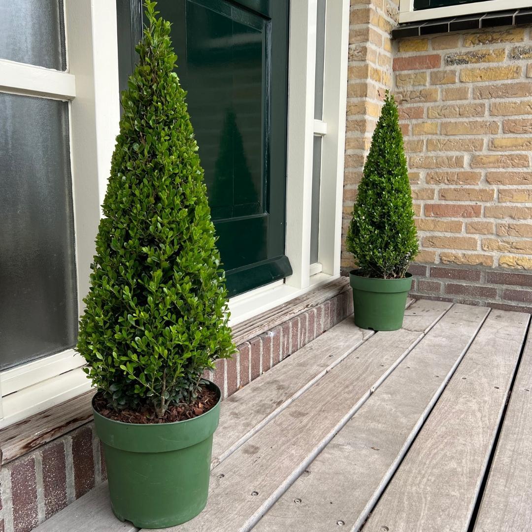 1x Ilex Pyramide 55 cm hoch | Ø 21 cm