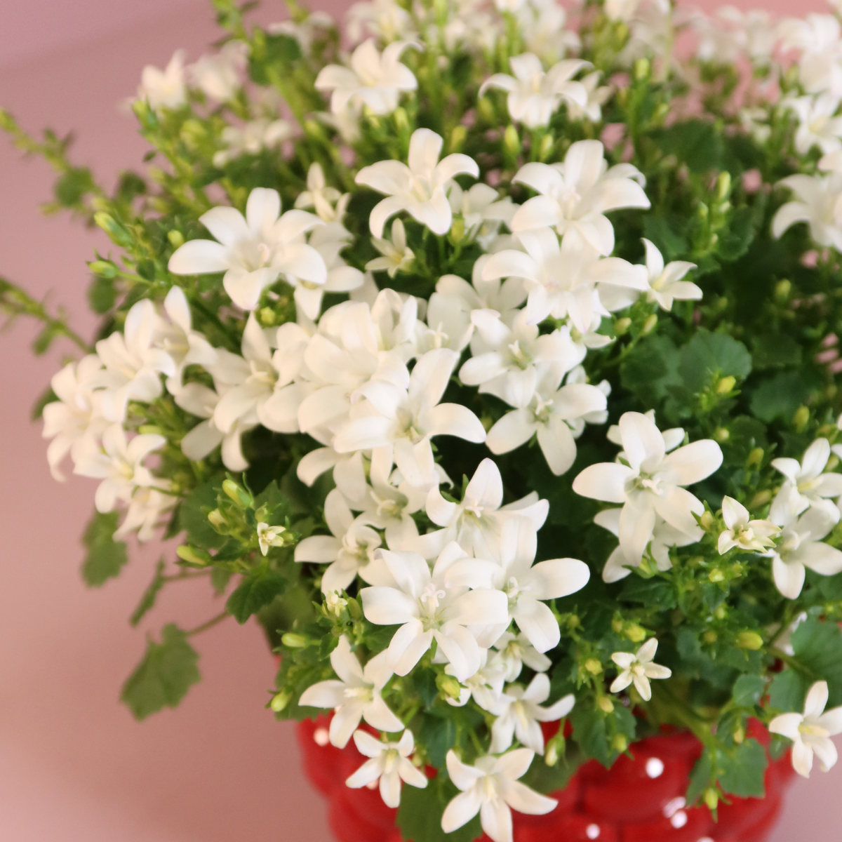 2x Campanula Addenda Ambella White in Berry-Dekotöpfen – Topfgröße 12 cm – Staude – winterhart