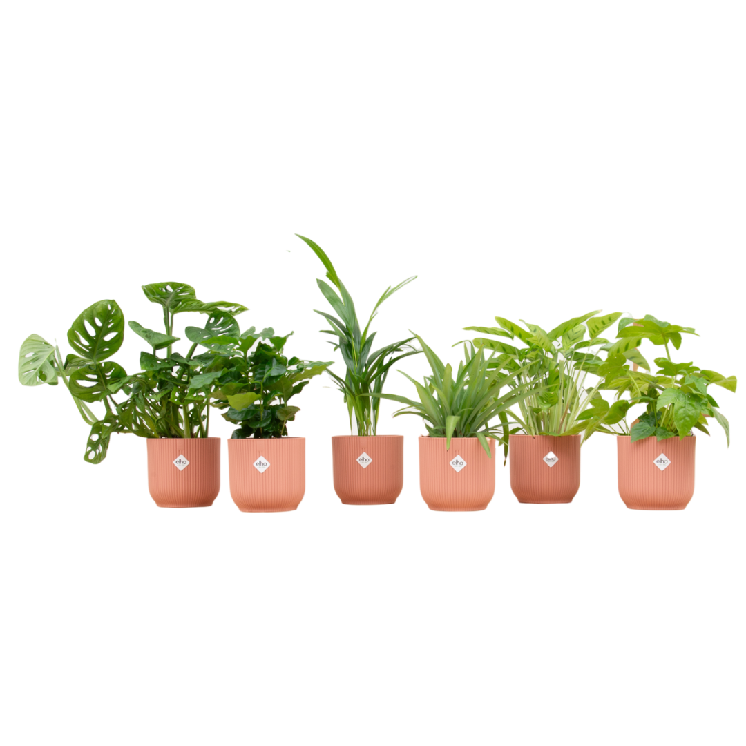 Verrassingsbox - 6 planten inklusiveelho Vibes Fold Round Ø14 roze