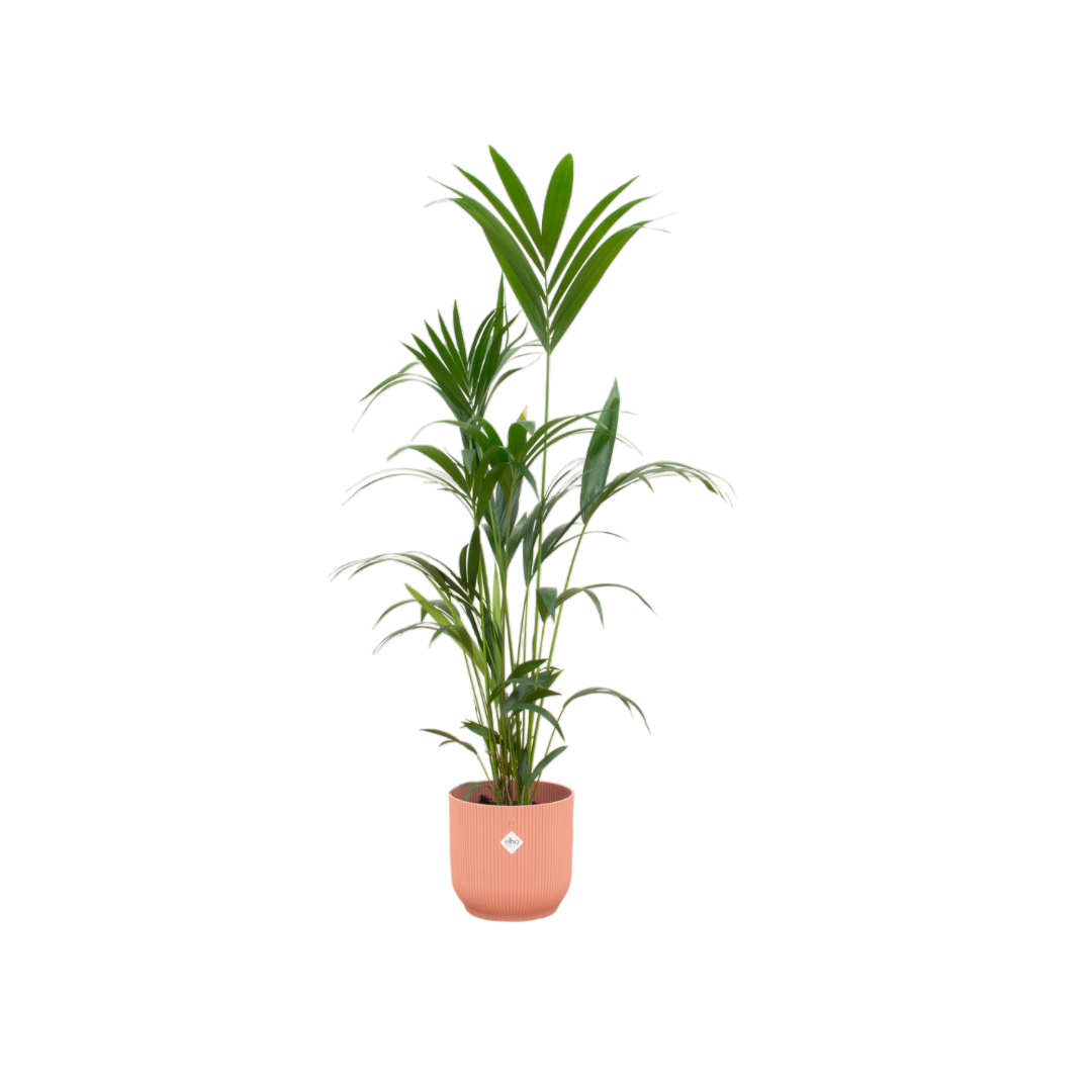 Kentia palm inklusive elho Vibes Fold Round roze - 160cm - Ø30