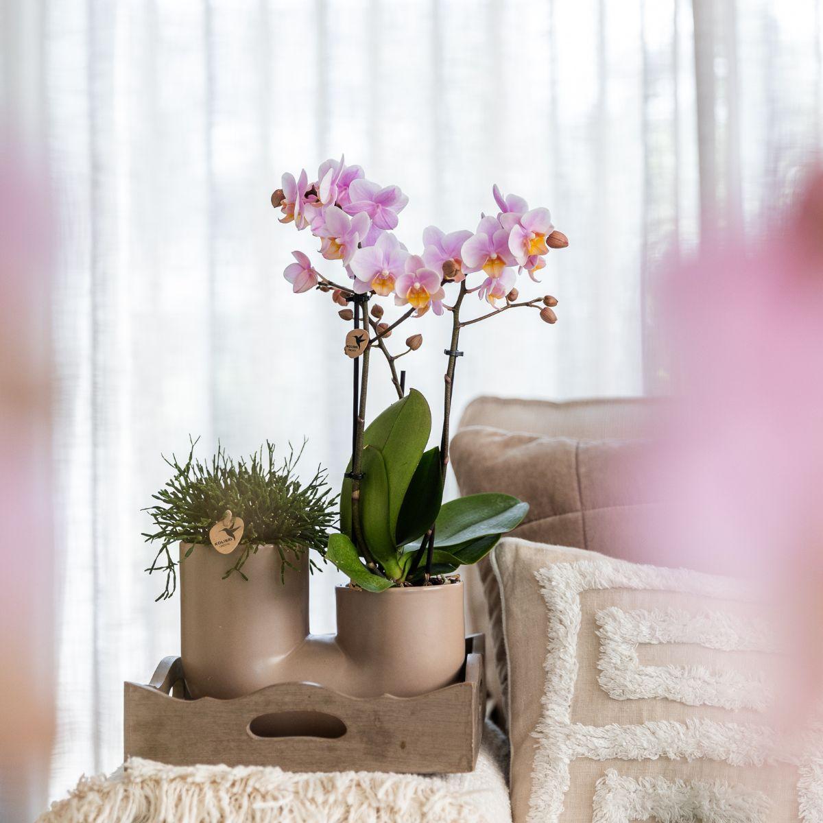 Kolibri Orchids | Set aus Rosa Orchidee Andorra und Sukkulente im Sandfarbenen Tube-Dekotopf - Topfgröße Ø9cm | Blühende Zimmerpflanze - Frisch vom Züchter