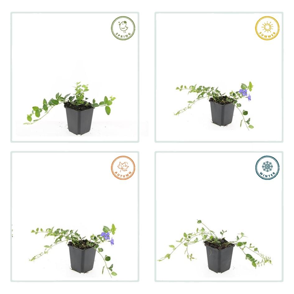 12x Kleines Immergrün 'Ralph Shugert' - ↕10-25cm - Ø9cm