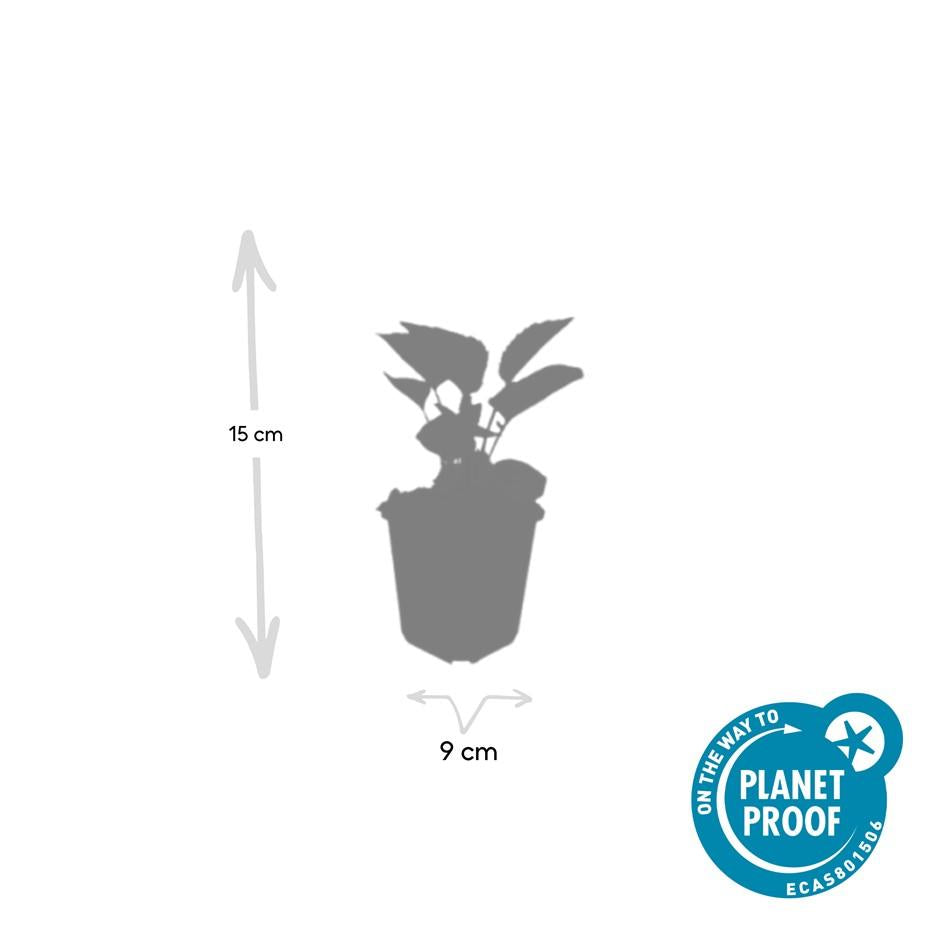 60x Sonnenhut 'Magnus' - ↕10-25cm - Ø9cm