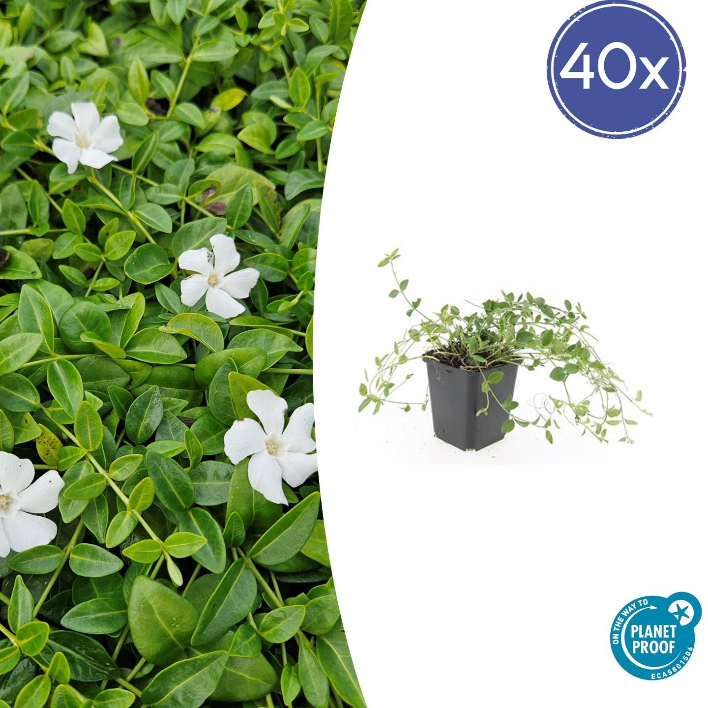 40x Kleines Immergün 'Gertrude Jekyll' - ↕10-25cm - Ø9cm