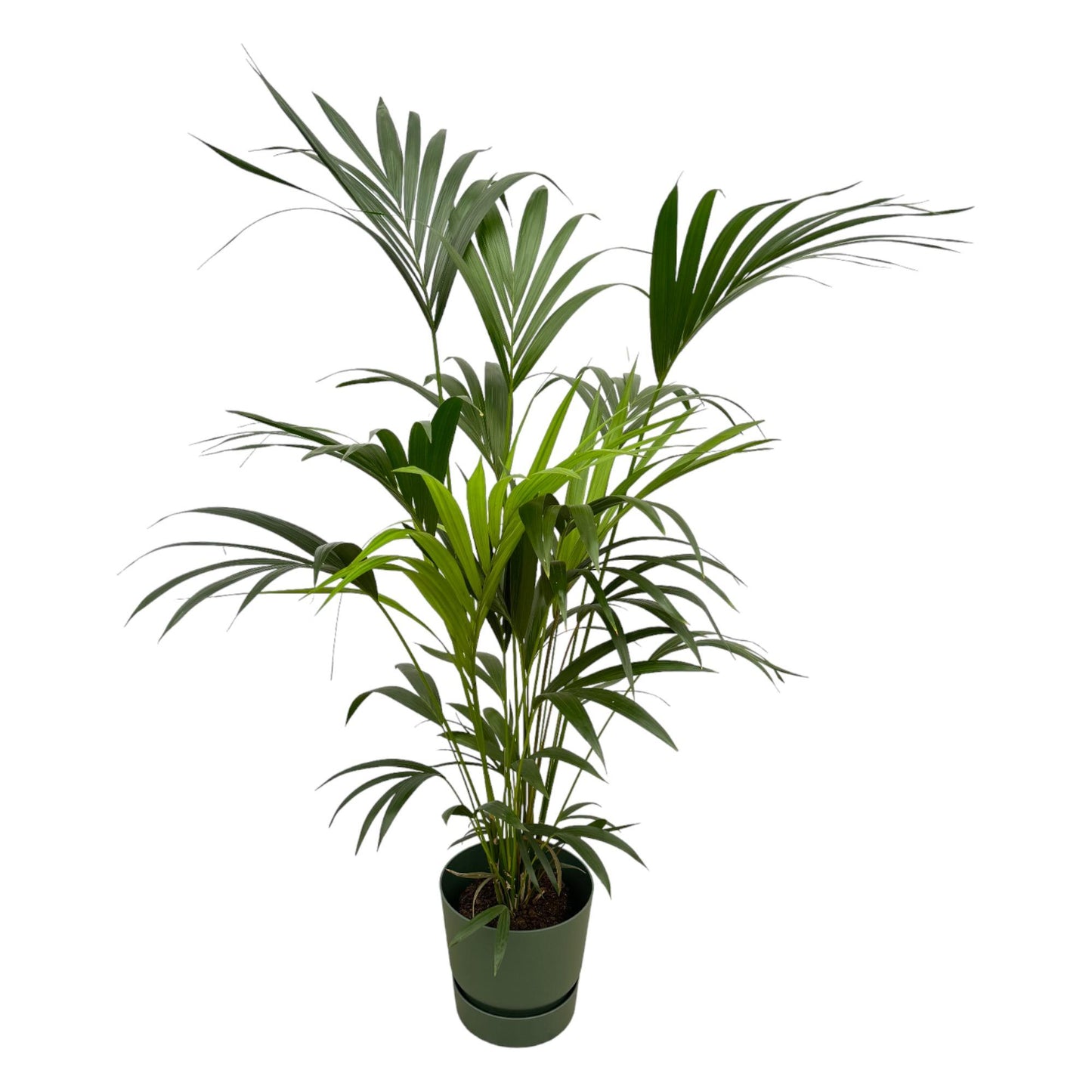 Kentia palm inklusive elho Greenville Round groen - 160cm - Ø30