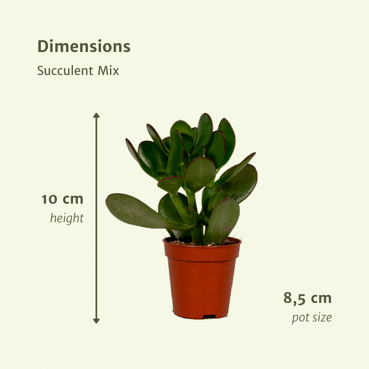 Sukkulenten Mix - 18 Stück - 10 cm - Ø8,5 - 18