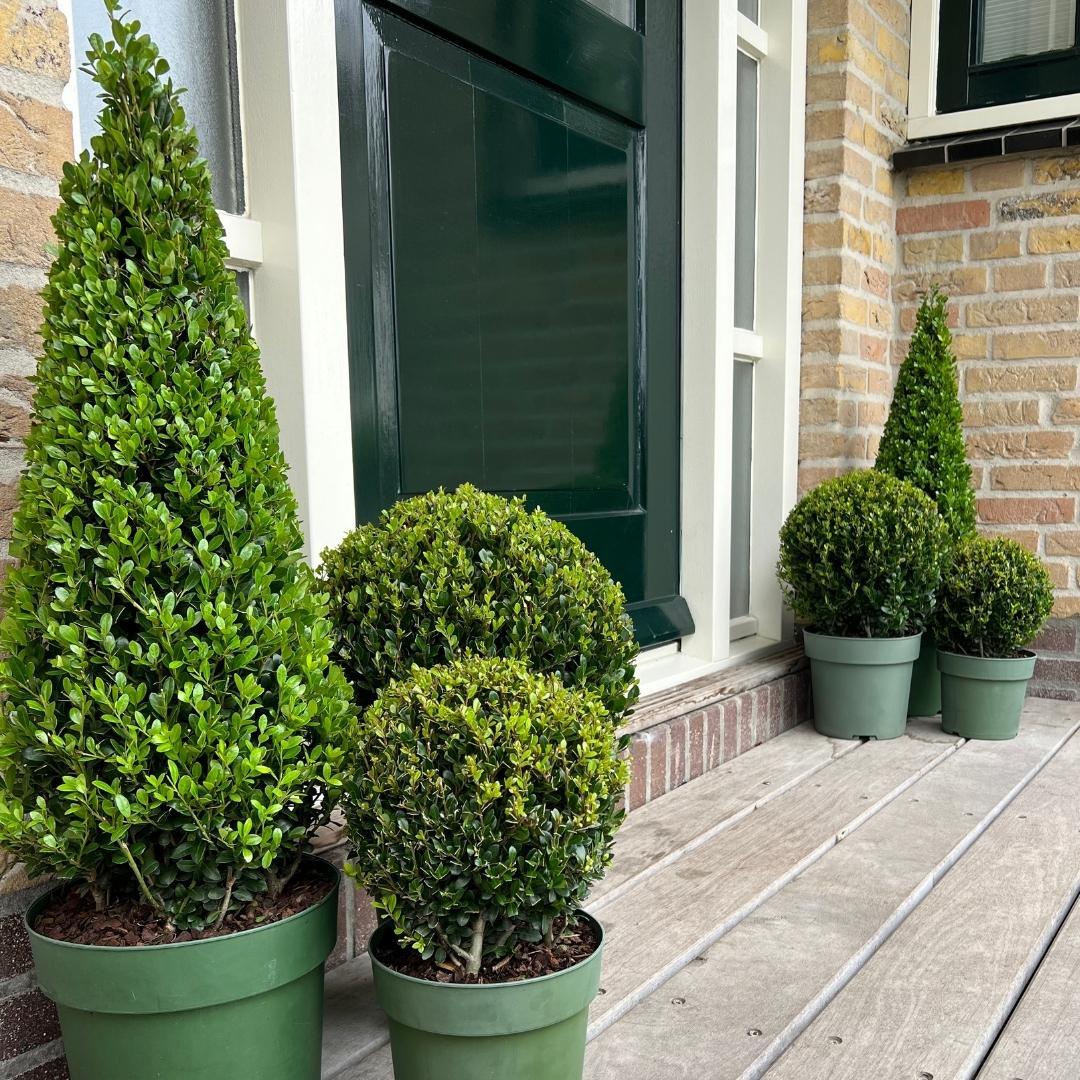 1x Ilex Pyramide 55 cm hoch | Ø 21 cm