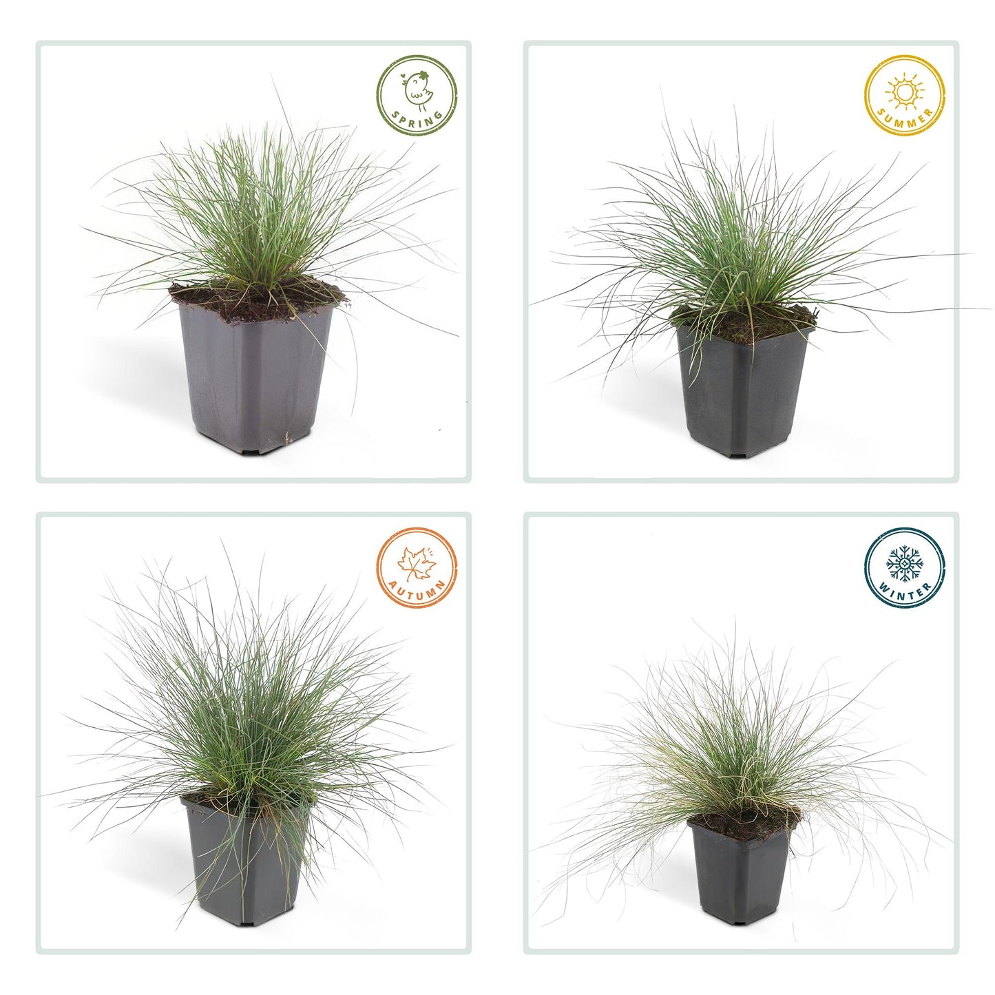 60x Blauschwingel 'Elijah Bleu' - ↕10-25cm - Ø9cm
