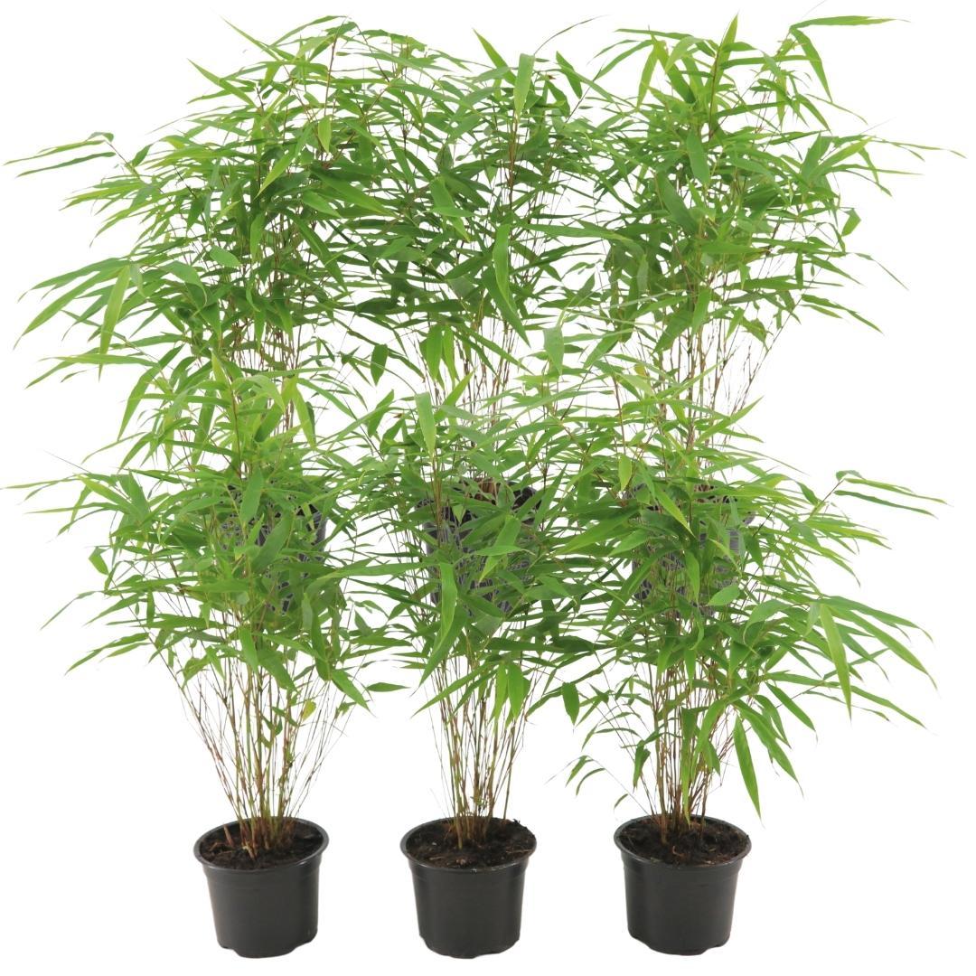 6x Gartenbambus 'Rufa' Ø13 cm - ↕25 cm Bamboe