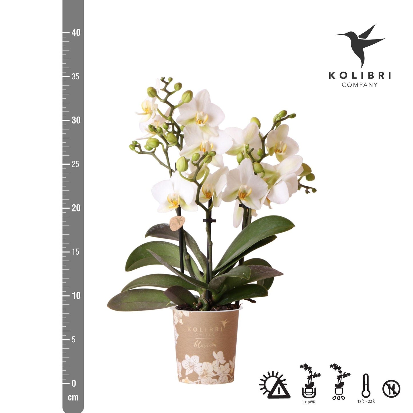 Weiße Phalaenopsis-Orchidee - Lausanne - Topfgröße Ø9cm | Blühende Zimmerpflanze - frisch vom Züchter