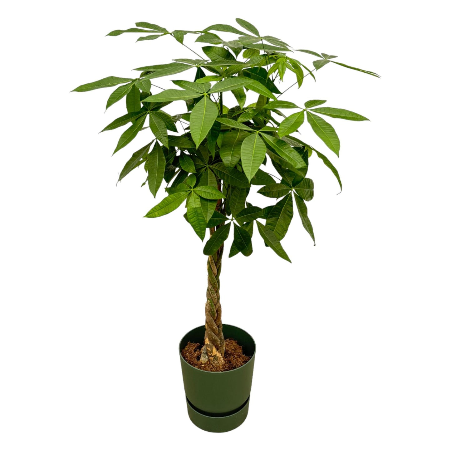 Pachira Aquatica inklusive elho Greenville Round groen - 160cm - Ø30