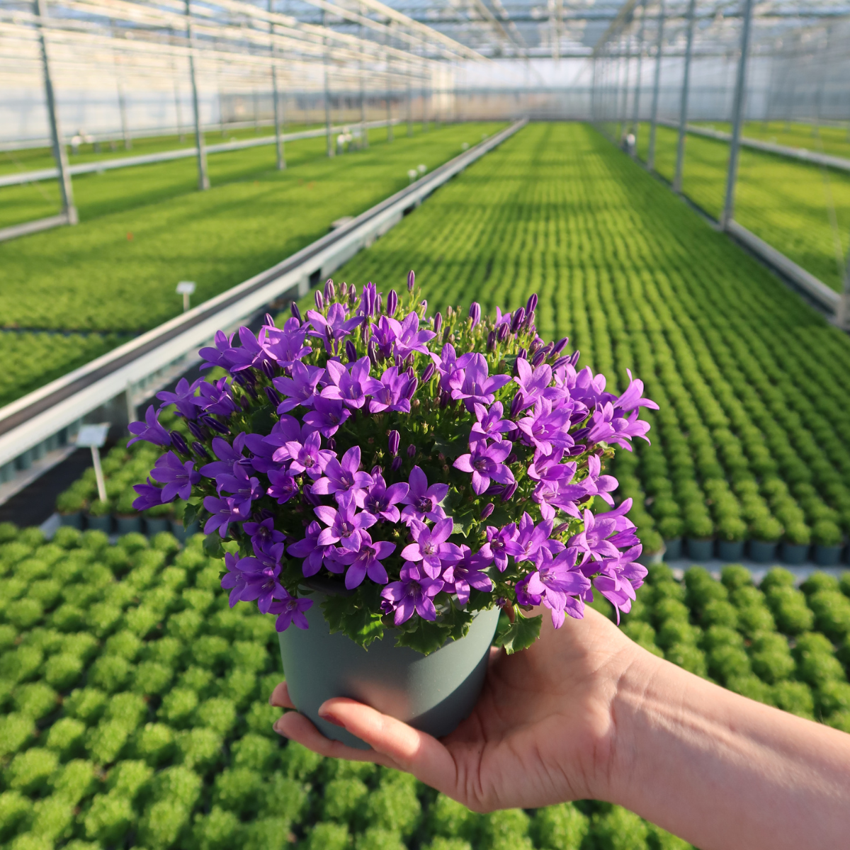 2x Campanula Addenda Ambella Intense Purple in Malaga-Dekotöpfen – Topfgröße 12 cm – Staude – winterhart