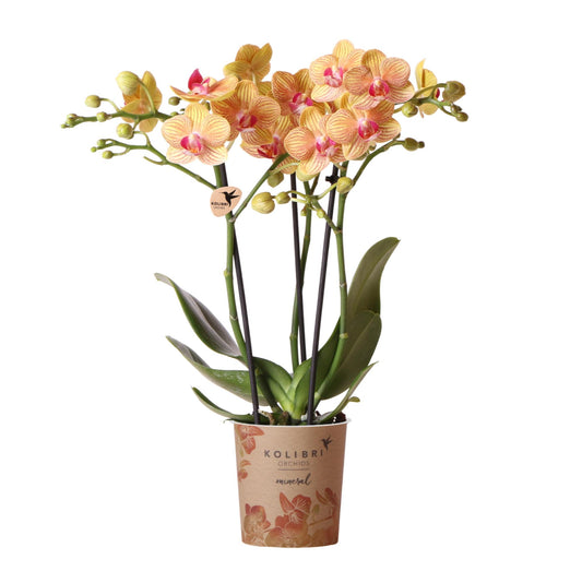 Orange Phalaenopsis-Orchidee Topfgröße Ø9cm | Jamaica | blühende Zimmerpflanze - frisch vom Züchter