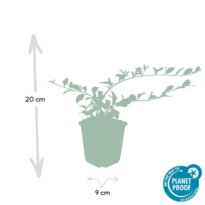 6x Teppichmispel 'Major'- ↕25cm - Ø9cm