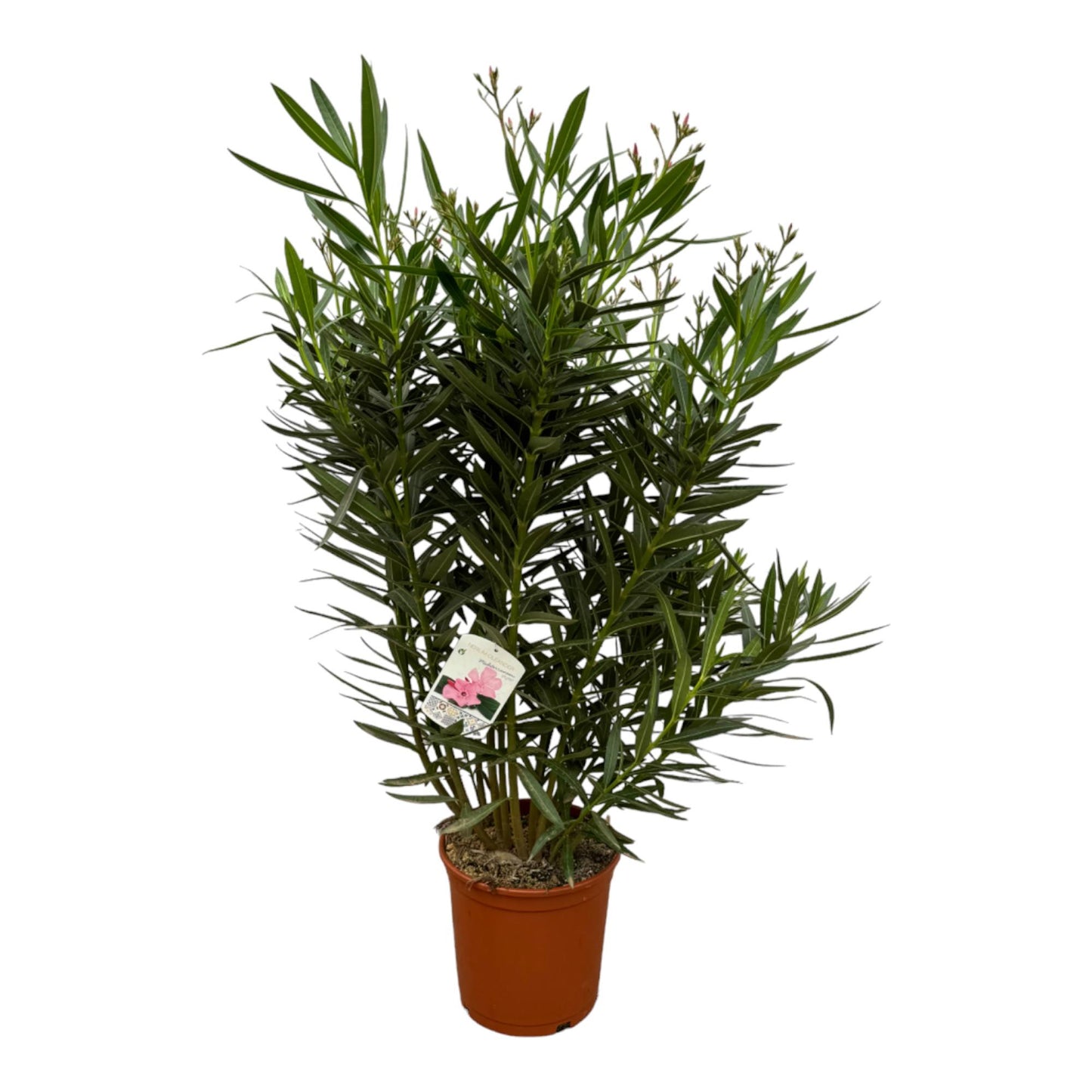 Nerium Oleander  mit weißer Blüte - 160 cm - Ø30cm