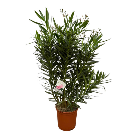 Nerium Oleander  mit weißer Blüte - 160 cm - Ø30cm