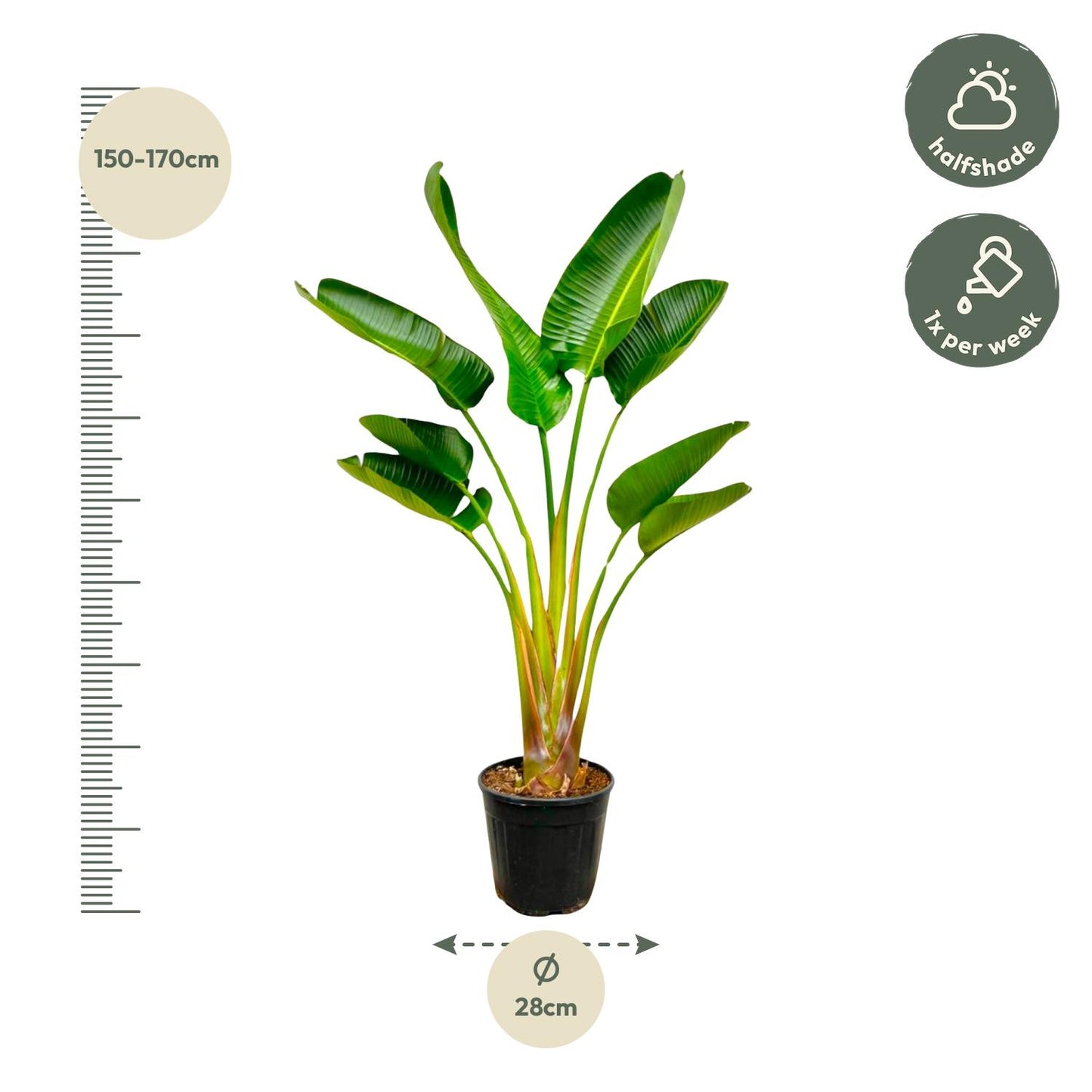 Strelitzia Augusta - 160 cm - Ø24