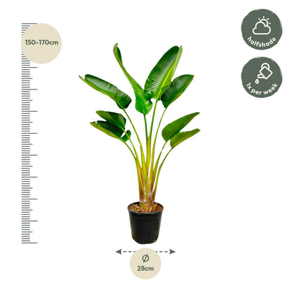 Strelitzia Augusta - 160 cm - Ø24