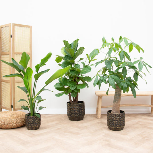 Kombi deal - Strelitzia Nicolai 70 cm - Wout L 130 cm - Ficus Lyrata verzweigt 160cm