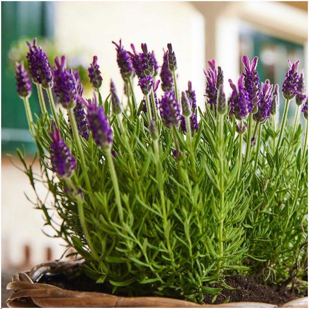 6x Schopflavendel 'Anouk'® - 12 cm pot - Set van 6 Franse Lavendels