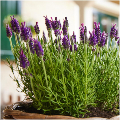 6x Schopflavendel 'Anouk'® - 12 cm pot - Set van 6 Franse Lavendels