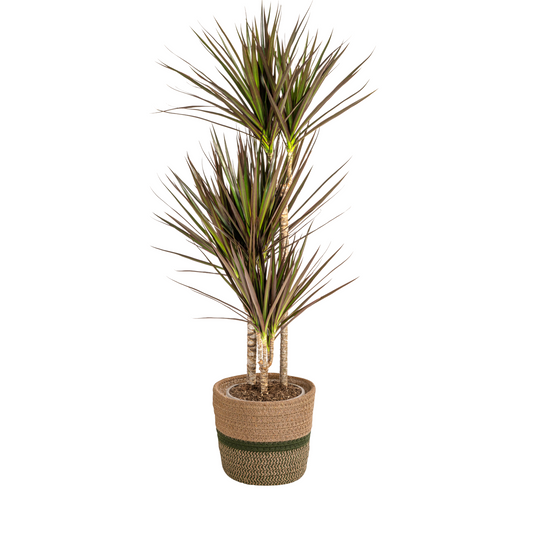 Dracaena Marginata Magenta mit Korb Ø21cm - ↕110 - 130cm
