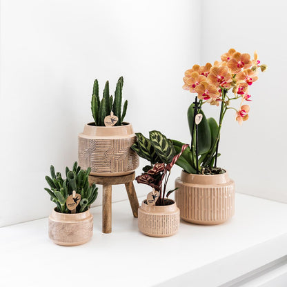 Kolibri Greens | Grüne Pflanze - Calathea Makoyana - Grüne Zimmerpflanze - Frisch vom Züchter  - Ø9cm