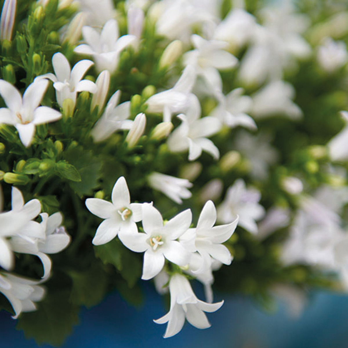 2x Campanula Addenda Ambella White in Malaga-Dekotöpfen – Topfgröße 12 cm – Staude – winterhart