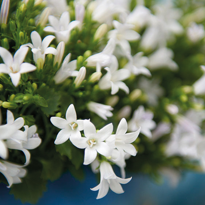 2x Campanula Addenda Ambella White in Malaga-Dekotöpfen – Topfgröße 12 cm – Staude – winterhart