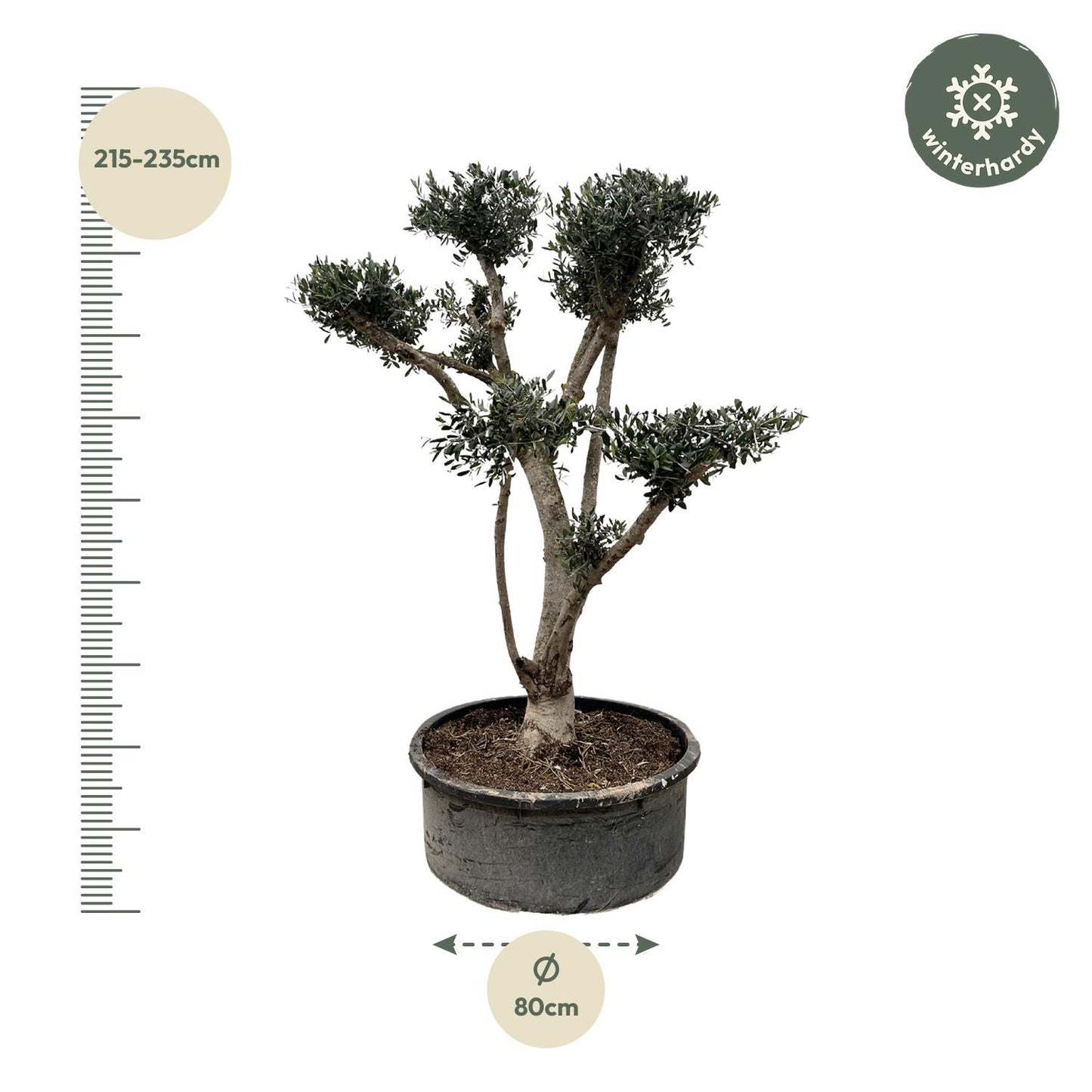 Olivenbaum  Pompon - 210cm- Ø80